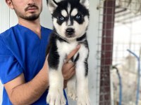 Üst Kalite Husky Yavrular