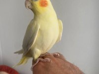 Sevimli lutino sultan papağanı