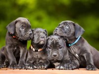 Profesyonel üretim çifliğinden cane Corso kapıda ödeme