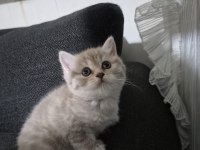 Dişi erkek minnoş kediler kum eğitimli