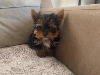 Safkan yorkshire terrier bebek köpekler