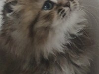 British longhair golden