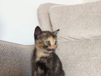 50 GÜNLÜK MELEZ YAVRU KEDİLER