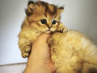 Mamaya Düştüler Safkan Scottish Fold Yavrular