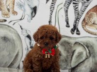 Kore Kan Poodle Bebekler