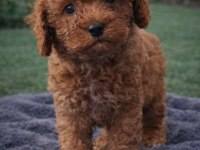 Neşe kaynağı En Yakın Arkadaşınız Toy Poodle Yavrular