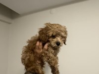 2.5 aylık maltipoo teacup