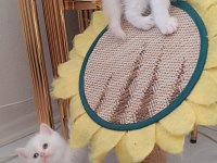 Sadece aileye british shorthair