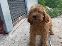 2 AYLIK POODLE AYARINDA COCKAPOO