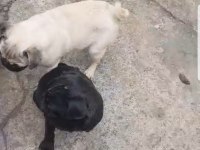 ORJİNAL SIFIR BURUN VE KUYRUK DİŞİ VE ERKEK PUG