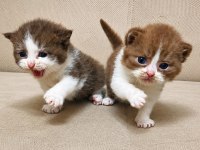 British Shorthair Yavrular 20 Günlük