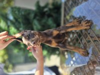 Üst kalite kızıl doberman yavrular