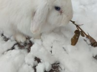 Hollanda Lop Tavşanı