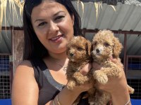 Sağlık ve ırk garantili maltipoo yavrularım