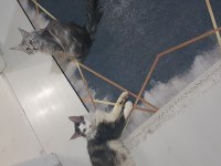 Şecereli main coon çifti