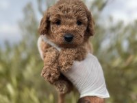 Sağlıklı poodle yavrular