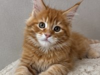 Maine Coon Üst Kaliteli Erkek