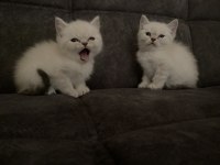 british blue point ( 2 ay )