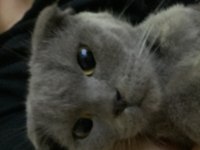 1.5 Yaşında Safkan dişi scottish fold