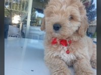 Erkek Tuvalet Eğitimli Maltipoo Apartmanda Bakıma Uygun