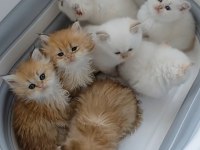 British Longhair Ve Shorthair