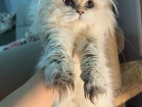 Blh ny2533 dişi 4 aylık british longhair