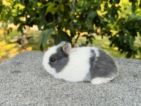 Hollanda Cüce Tavşan (Blue-White)