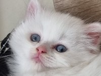 Kedi dişi iki ay yaş persian