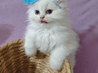 British Longhair Beyaz 2 Aylık