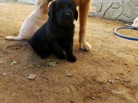 Safkan siyah golden retriever yavrular