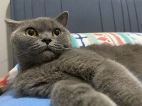 Dişi yetişkin british shorthair