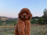 RED BROWN KORE POODLE