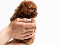 A kalite toy poodle yavrularımız