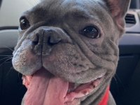 BERLIN / FRENCH BULLDOG