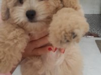 DÜNYA TATLISI MALTİPOO YAVRULARI