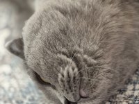 Scottish fold 2 yaşında ücretsiz sahiplendirilecektir
