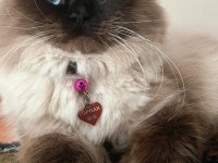 Ragdoll erkek kedimize eş arıyoruz