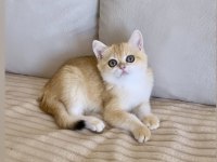 Safkan British Shorthair Golden dişi yavru