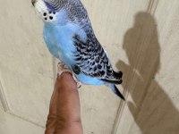 Son bir haftada yeme düşen çekoslovak bebek kuşlar