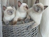 Sakin Ve Uysal British Shorthair Yavrular