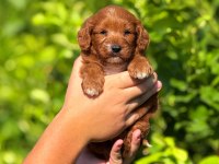 Teslime Hazır Maltipoo Köpekler