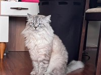 Erkek British Longhair Kedime Dişi Eş Arıyorum
