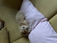 SEVİMLİ DÖRT AYLIK MALTİPOO DİŞİ
