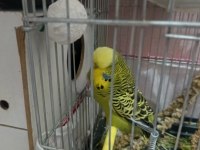Şov jumbo takım muhabbet kuşu