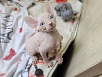 Sphynx (sfenks) 2.5 aylık