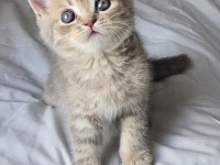 Bal Gibi British Longhair Bebekler Aile Arıyor