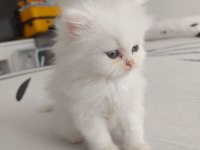 Safkan british shorthair yavruları