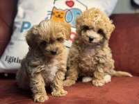 Ultra kalite maltipoo yavrularımız aşılı pasaportlu