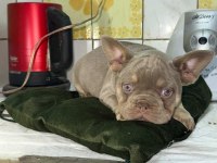 French bulldog bebekler