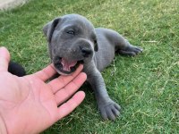 SAFKAN Cane Corso yavrularımız